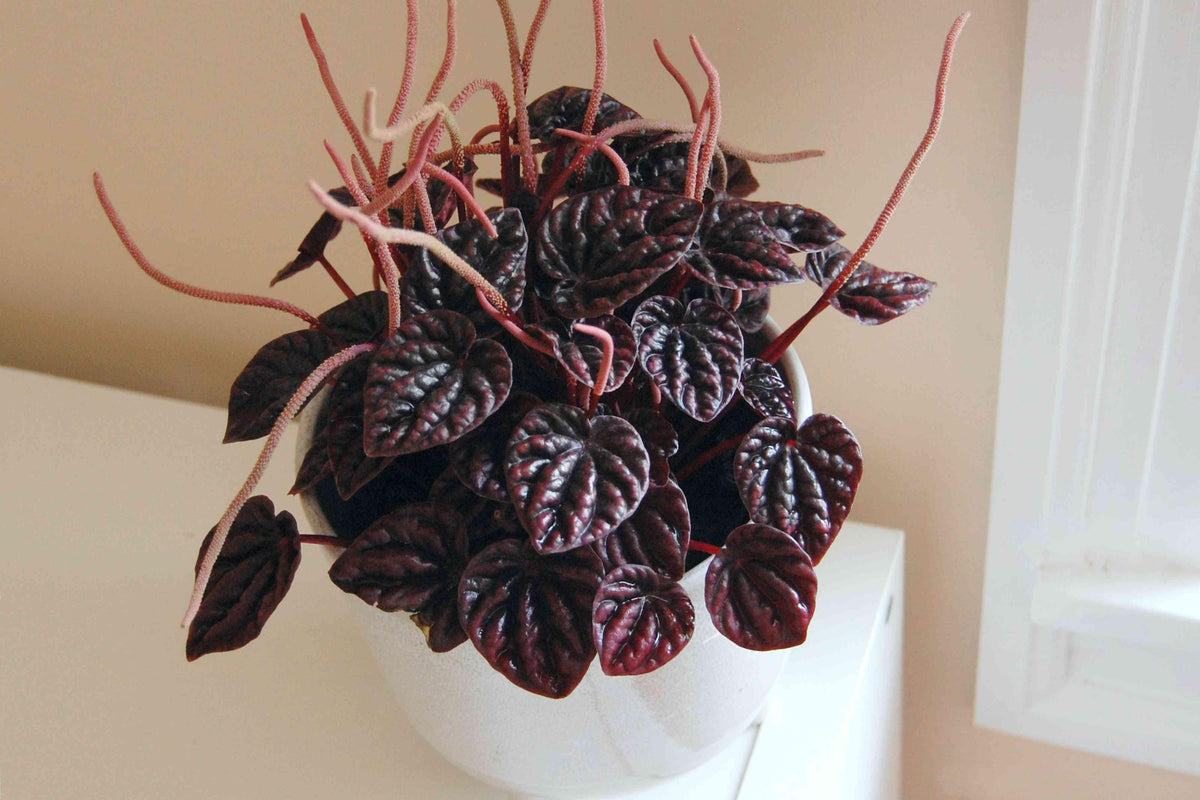 Peperomia Caperata 'cayenne' - View 23 from www redcrocus com