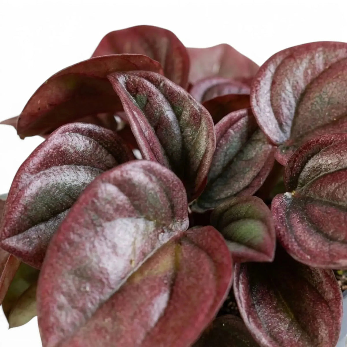 Peperomia Caperata 'cayenne' - View 25 from www redcrocus com