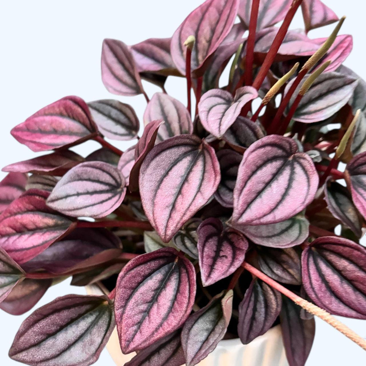 Peperomia Caperata 'cayenne' - View 26 from www redcrocus com