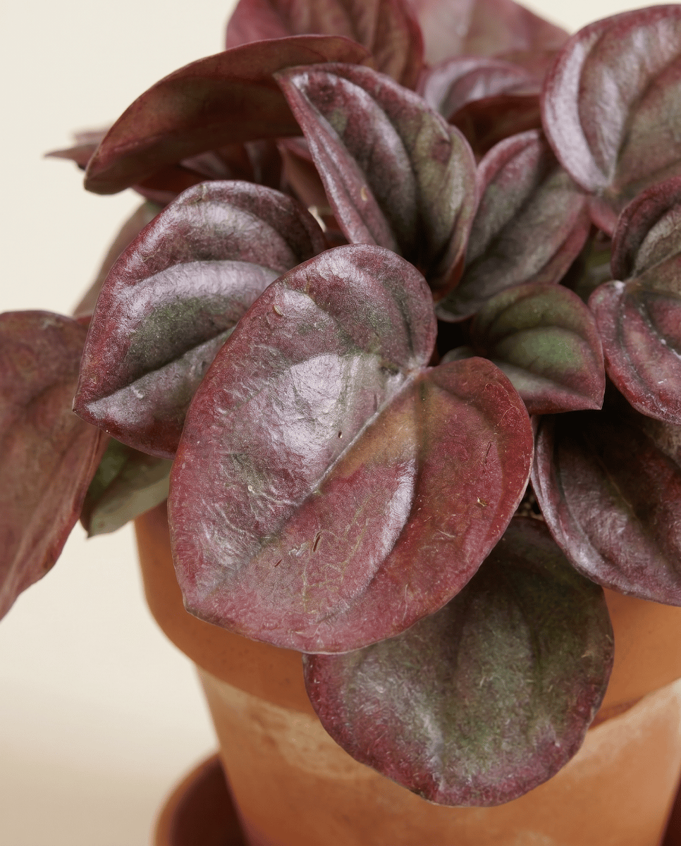 Peperomia Caperata 'cayenne' - View 28 from www redcrocus com