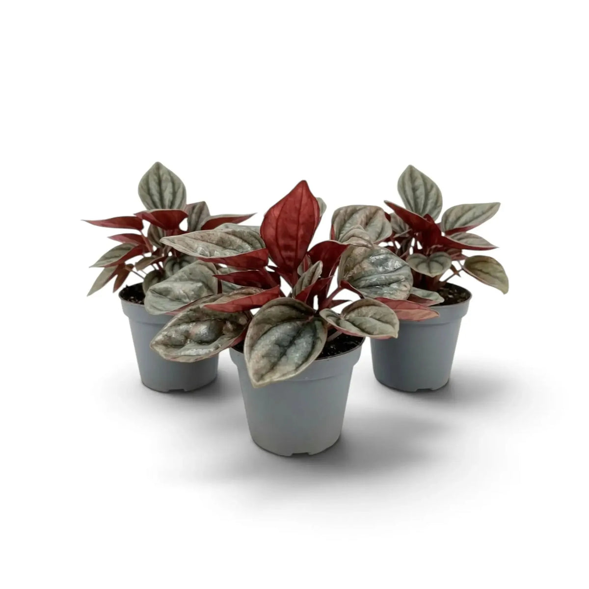 Peperomia Caperata 'cayenne' - View 29 from www redcrocus com