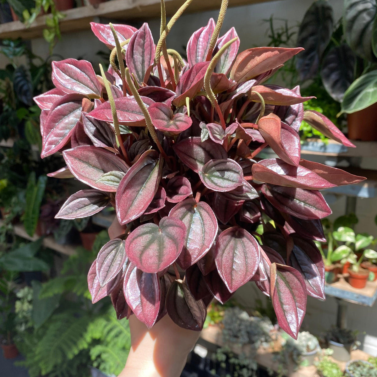 Peperomia Caperata 'cayenne' - View 2 from www redcrocus com