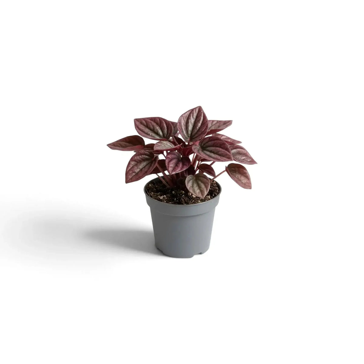 Peperomia Caperata 'cayenne' - View 30 from www redcrocus com