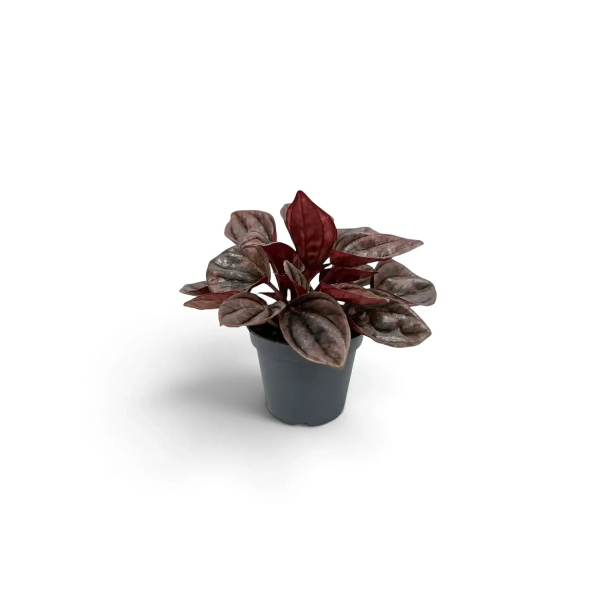 Peperomia Caperata 'cayenne' - View 31 from www redcrocus com