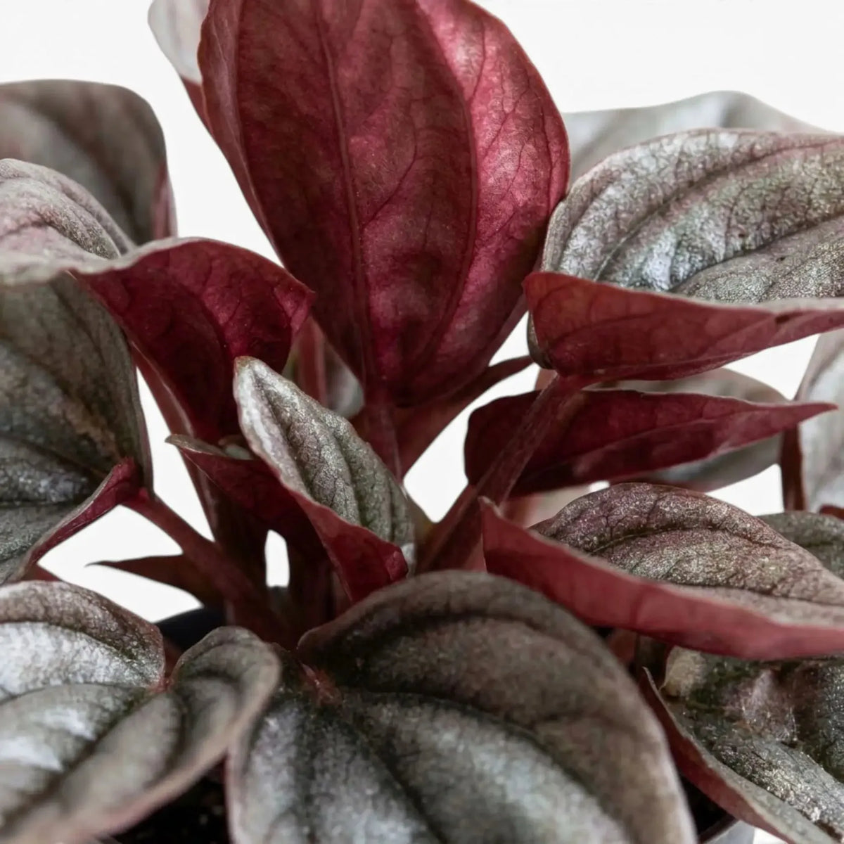 Peperomia Caperata 'cayenne' - View 32 from www redcrocus com