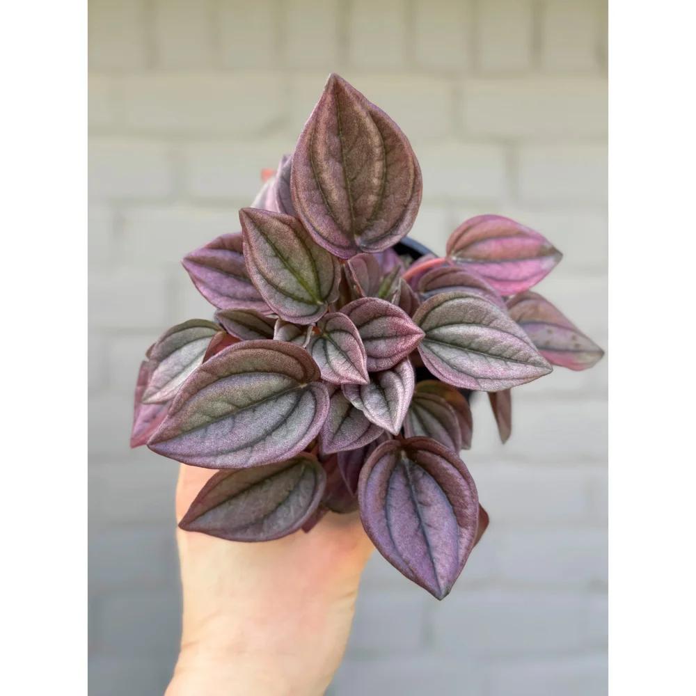 Peperomia Caperata 'cayenne' - View 34 from www redcrocus com