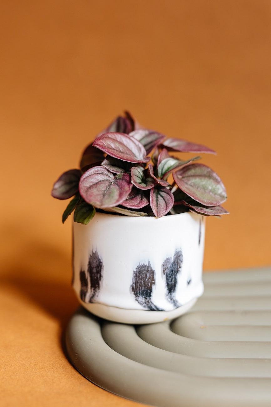 Peperomia Caperata 'cayenne' - View 4 from www redcrocus com