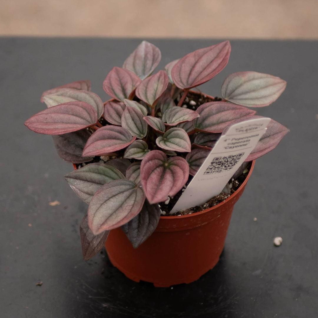 Peperomia Caperata 'cayenne' - View 5 from www redcrocus com