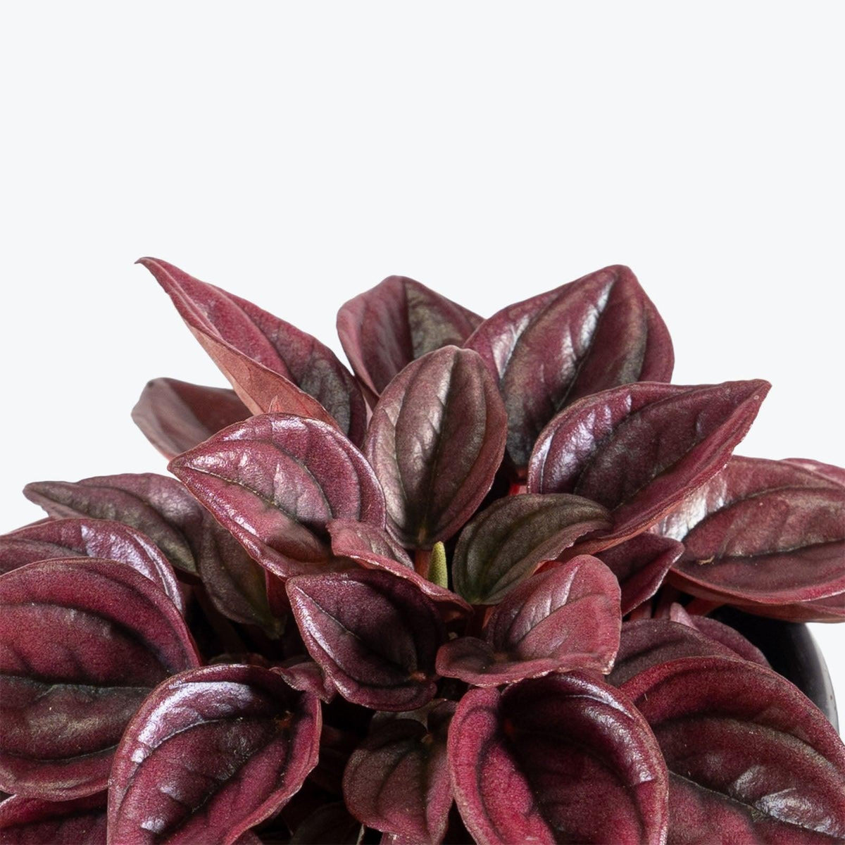 Peperomia Caperata 'cayenne' - View 6 from www redcrocus com