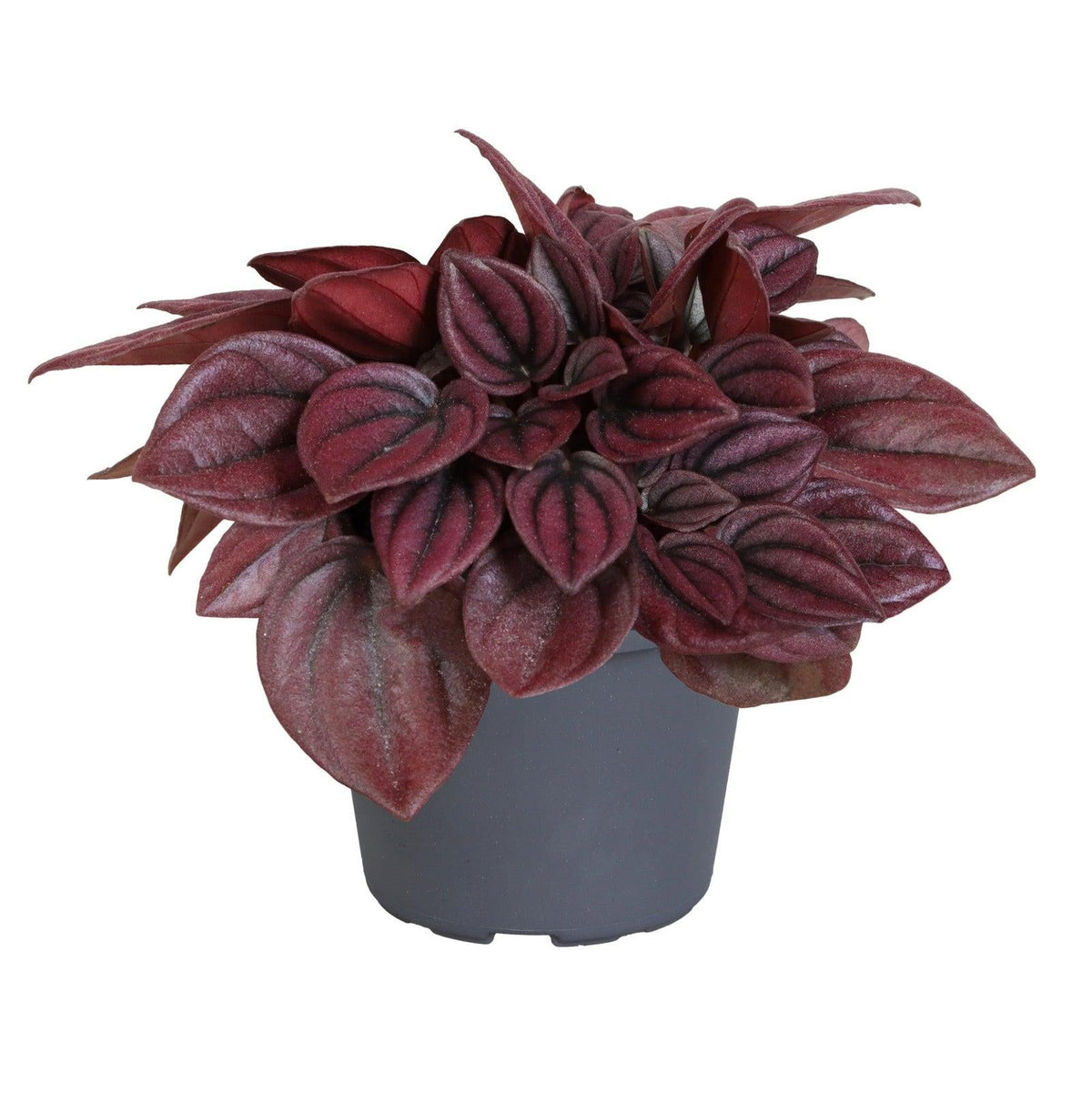 Peperomia Caperata 'cayenne' - View 7 from www redcrocus com