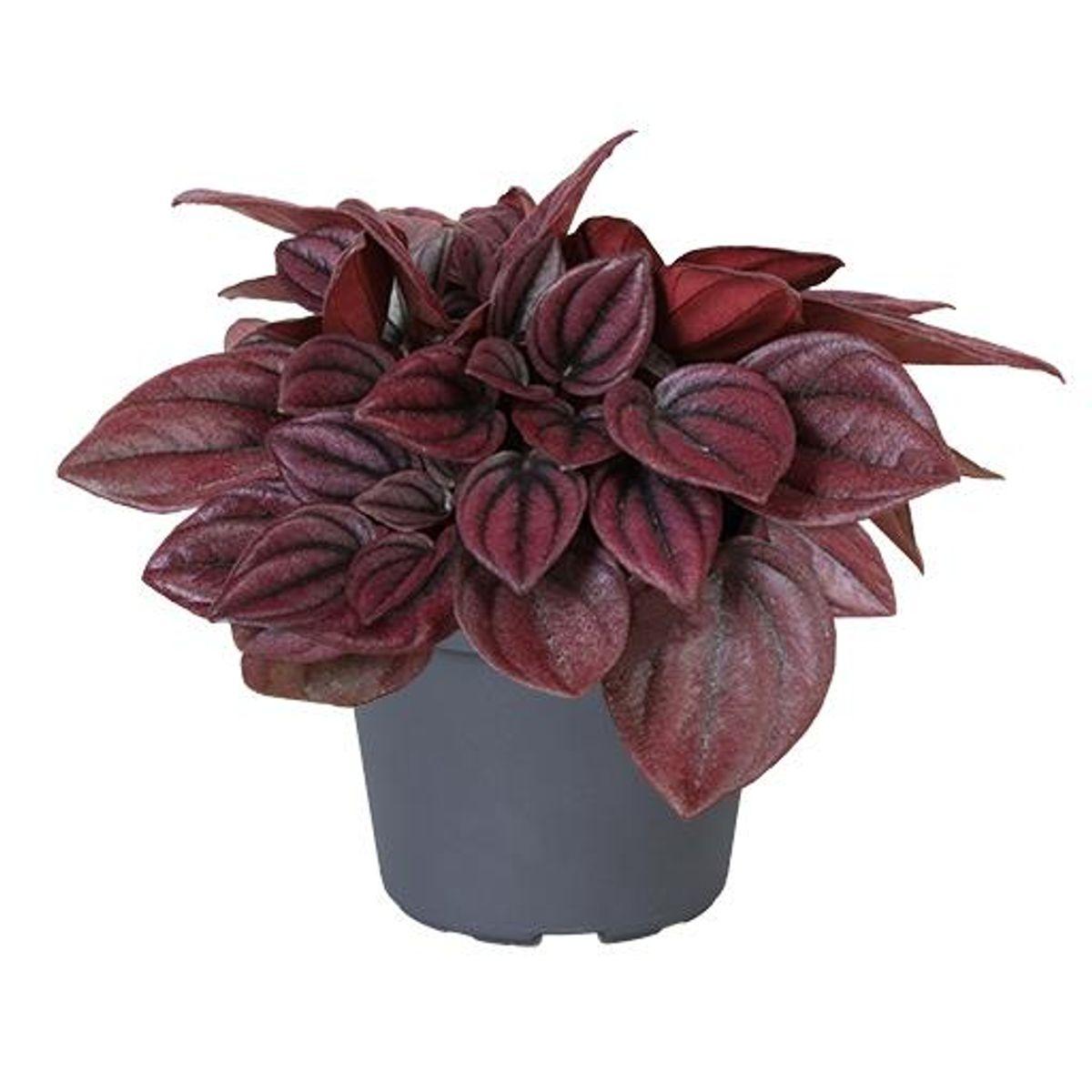 Peperomia Caperata 'cayenne' - View 8 from www redcrocus com