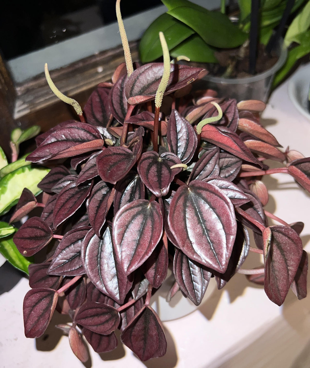 Peperomia Caperata 'cayenne' - View 9 from www redcrocus com