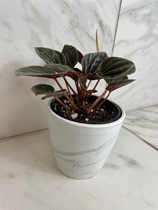 Peperomia 'santiago' - View 10 from www redcrocus com
