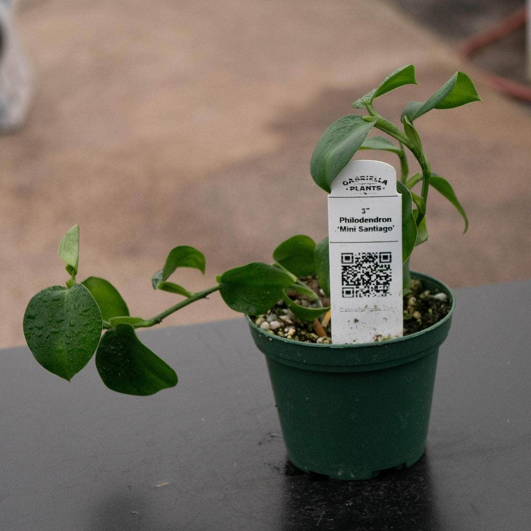 Peperomia 'santiago' - View 12 from www redcrocus com