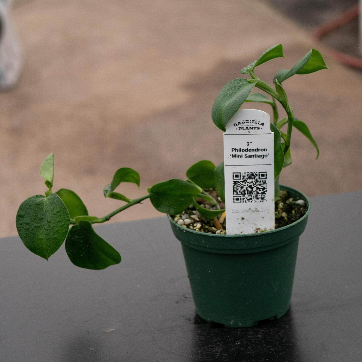 Peperomia 'santiago' - View 13 from www redcrocus com
