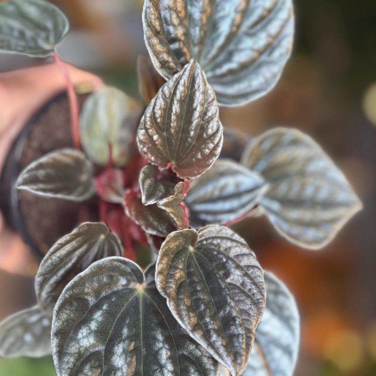 Peperomia 'santiago' - View 14 from www redcrocus com