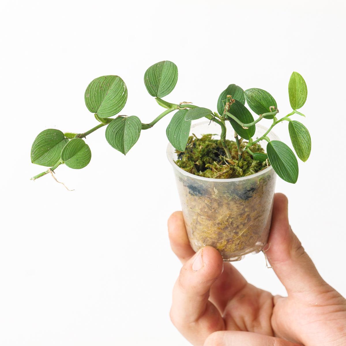 Peperomia 'santiago' - View 17 from www redcrocus com