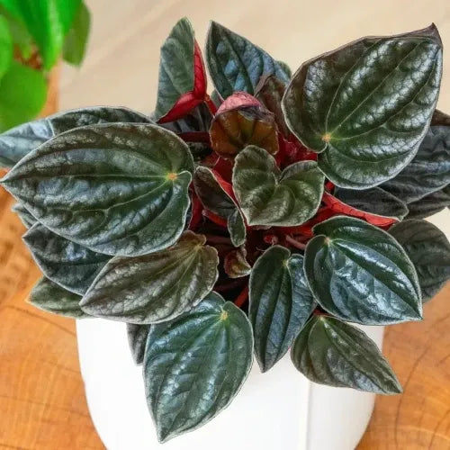 Peperomia 'santiago' - View 18 from www redcrocus com