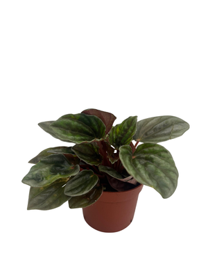 Peperomia 'santiago' - View 19 from www redcrocus com
