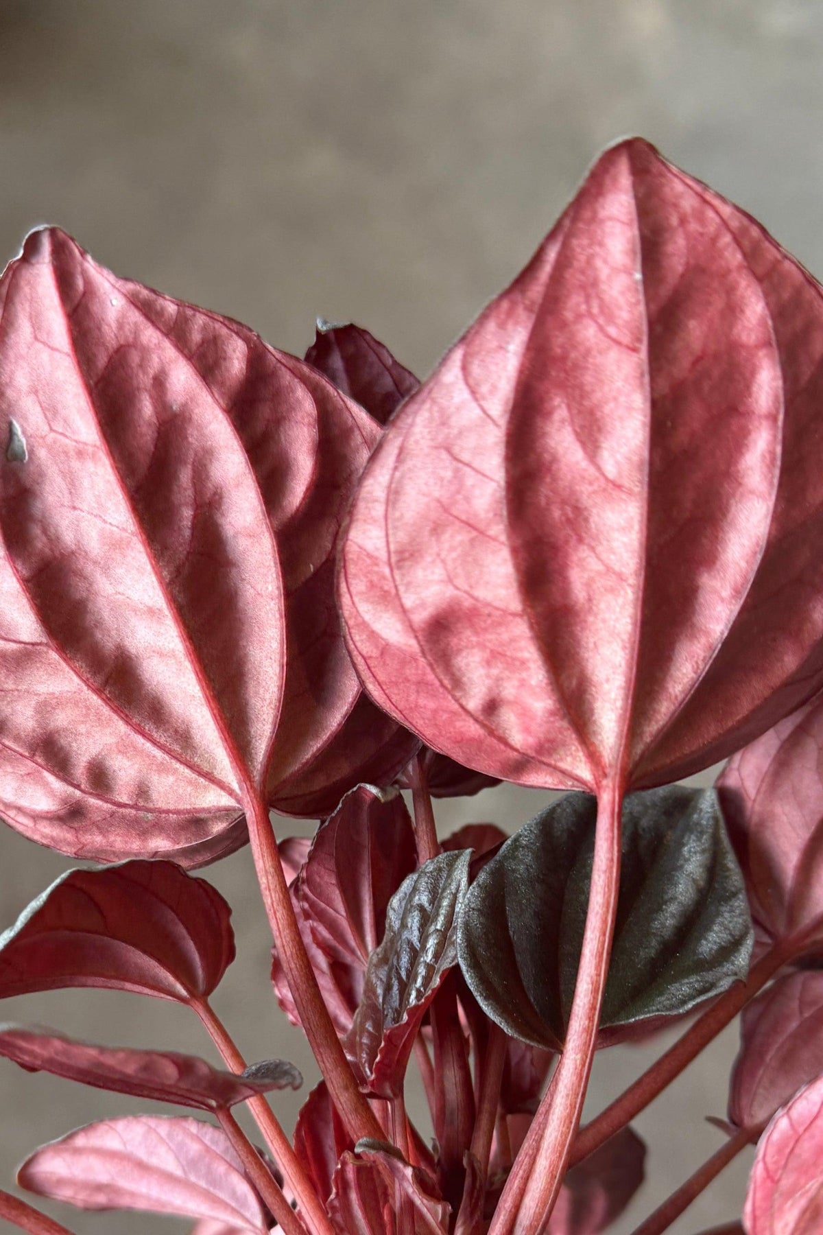 Peperomia 'santiago' - View 1 from www redcrocus com