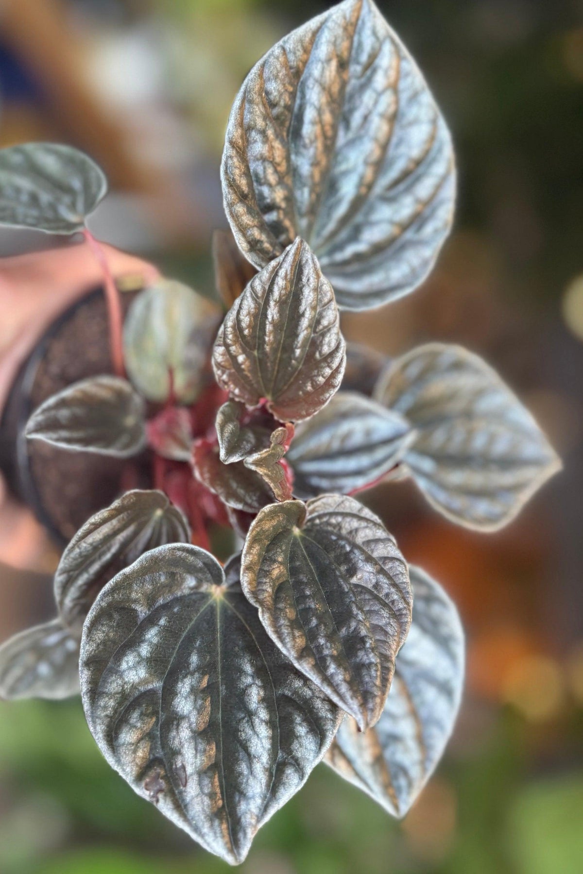 Peperomia 'santiago' - View 4 from www redcrocus com