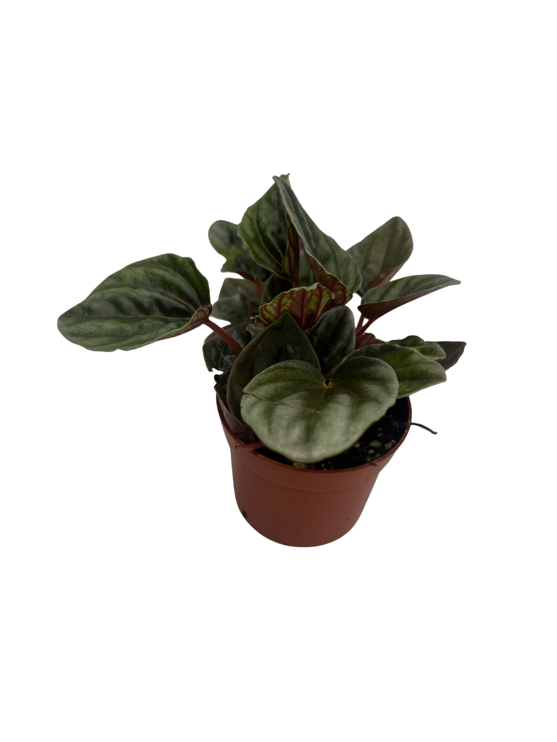 Peperomia 'santiago' - View 5 from www redcrocus com