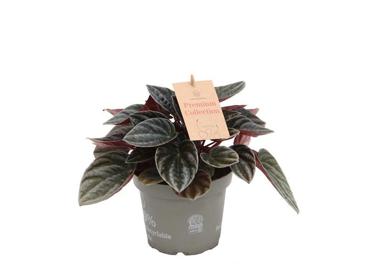 Peperomia 'santiago' - View 6 from www redcrocus com