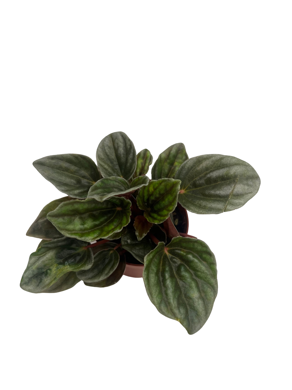 Peperomia 'santiago' - View 7 from www redcrocus com