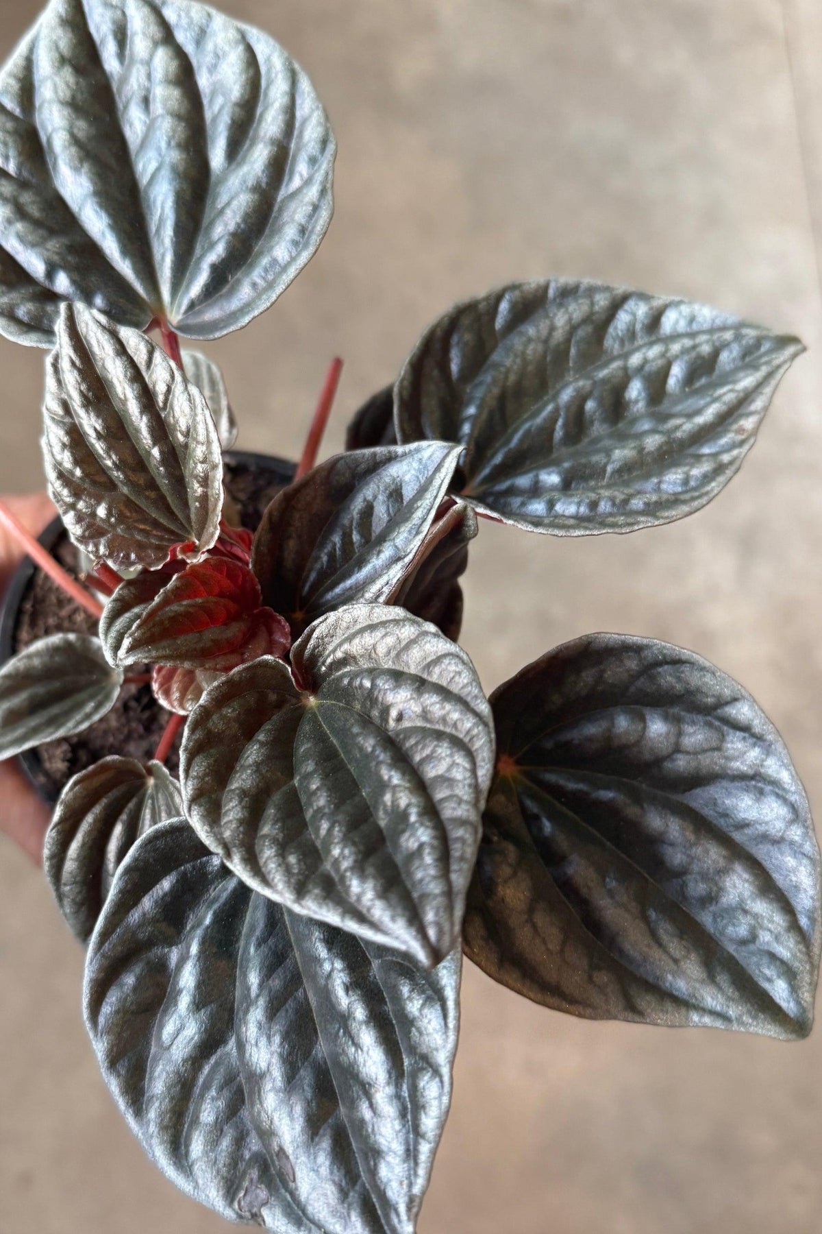 Peperomia 'santiago' - View 8 from www redcrocus com