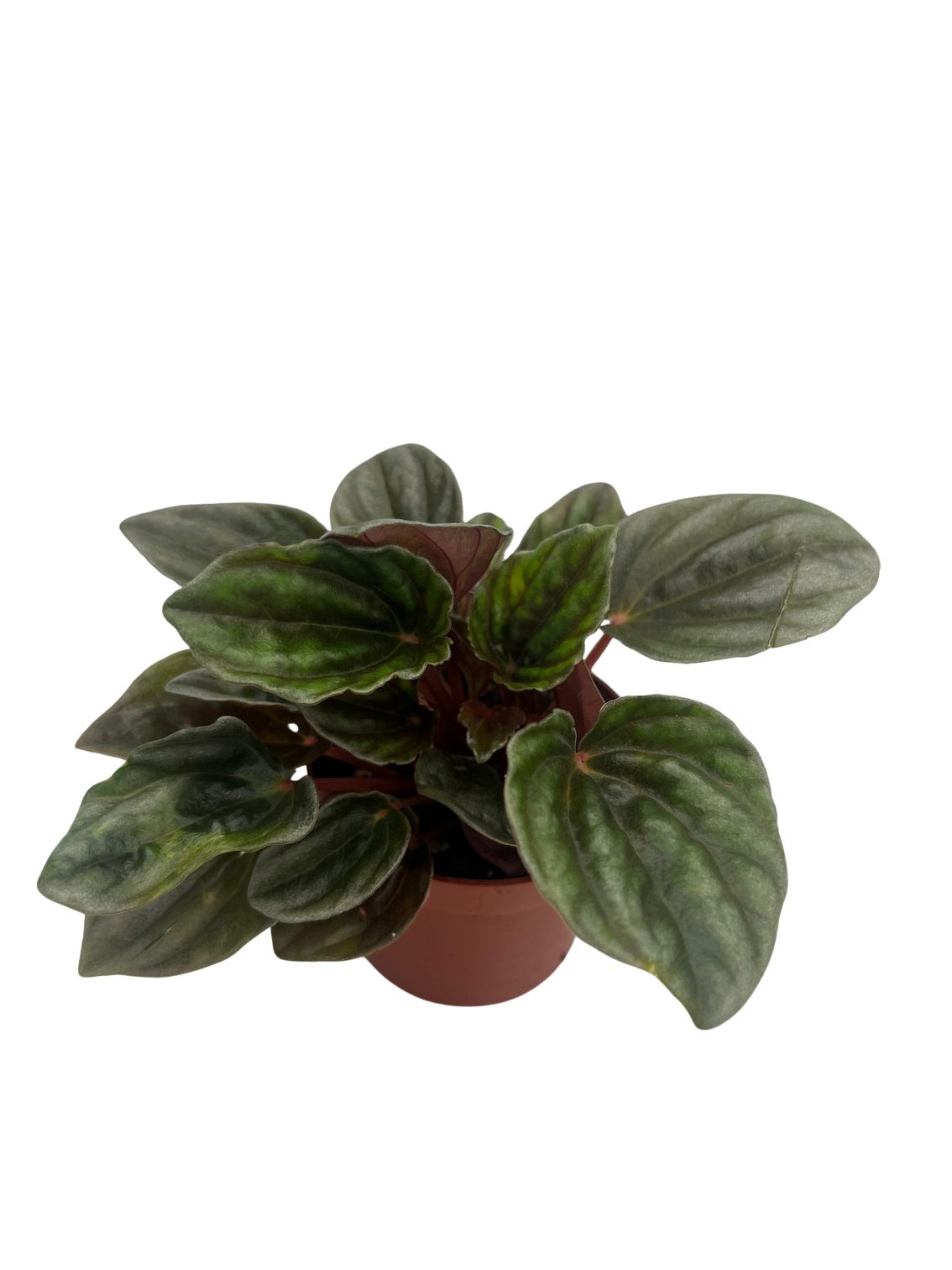 Peperomia 'santiago' - View 9 from www redcrocus com