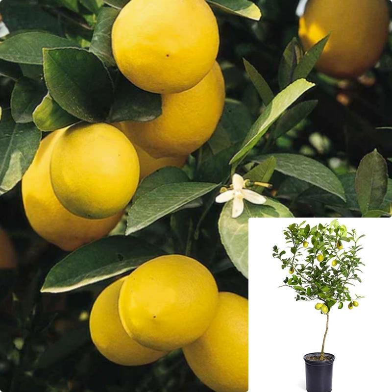 Meyer Lemon–Citrus Plant–Fragrant and Air–Purifying  1 Gallon
