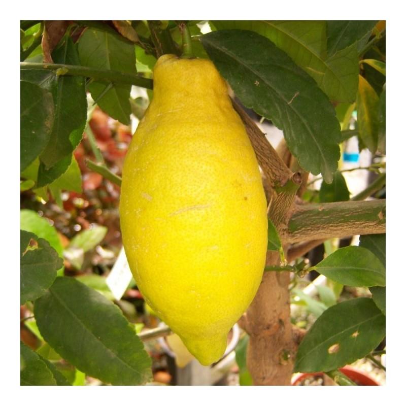 Citrus Lemon Assorted Standard - View 16 from www redcrocus com