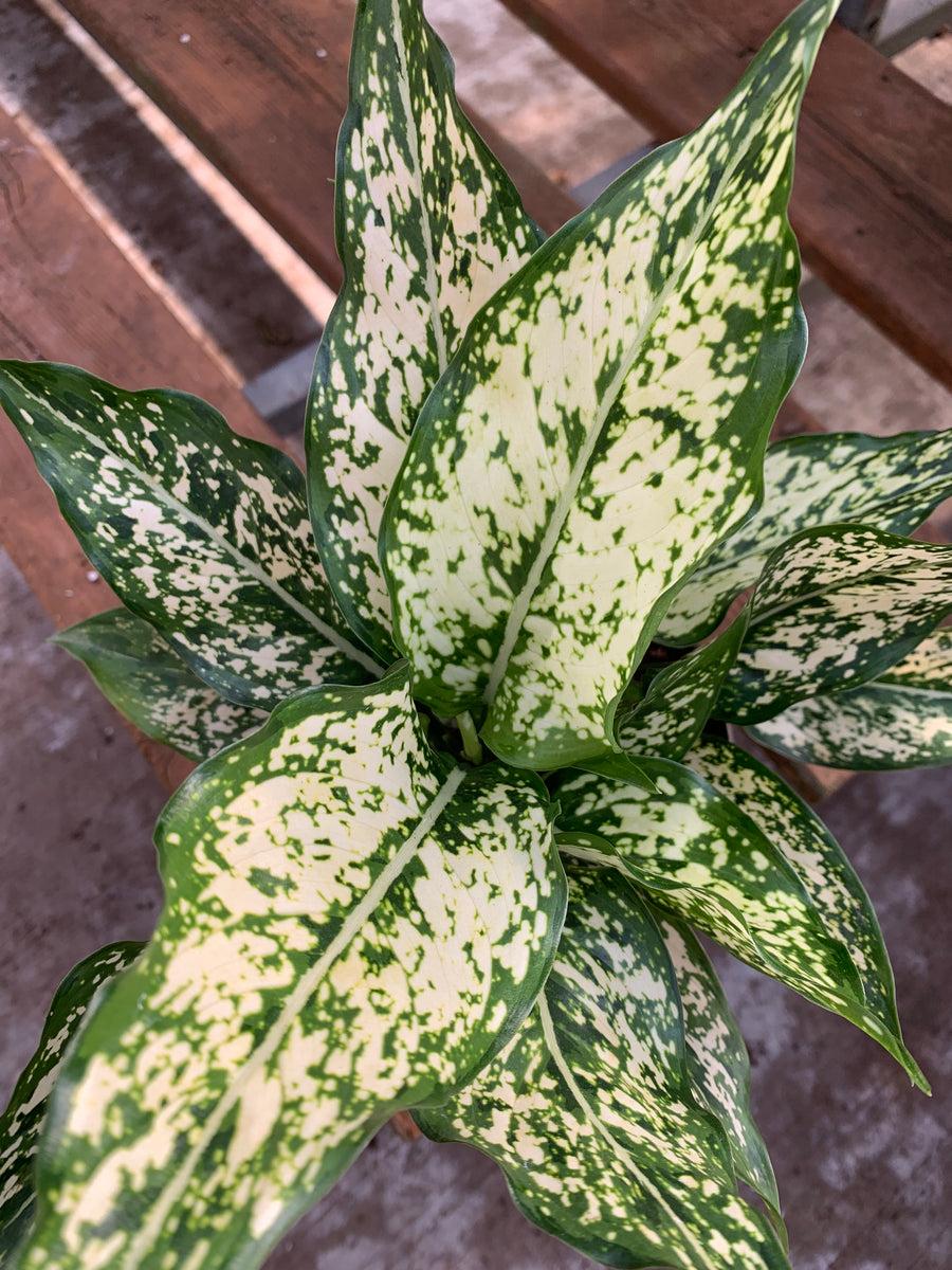 Aglaonema Assorted - View 12 from www redcrocus com