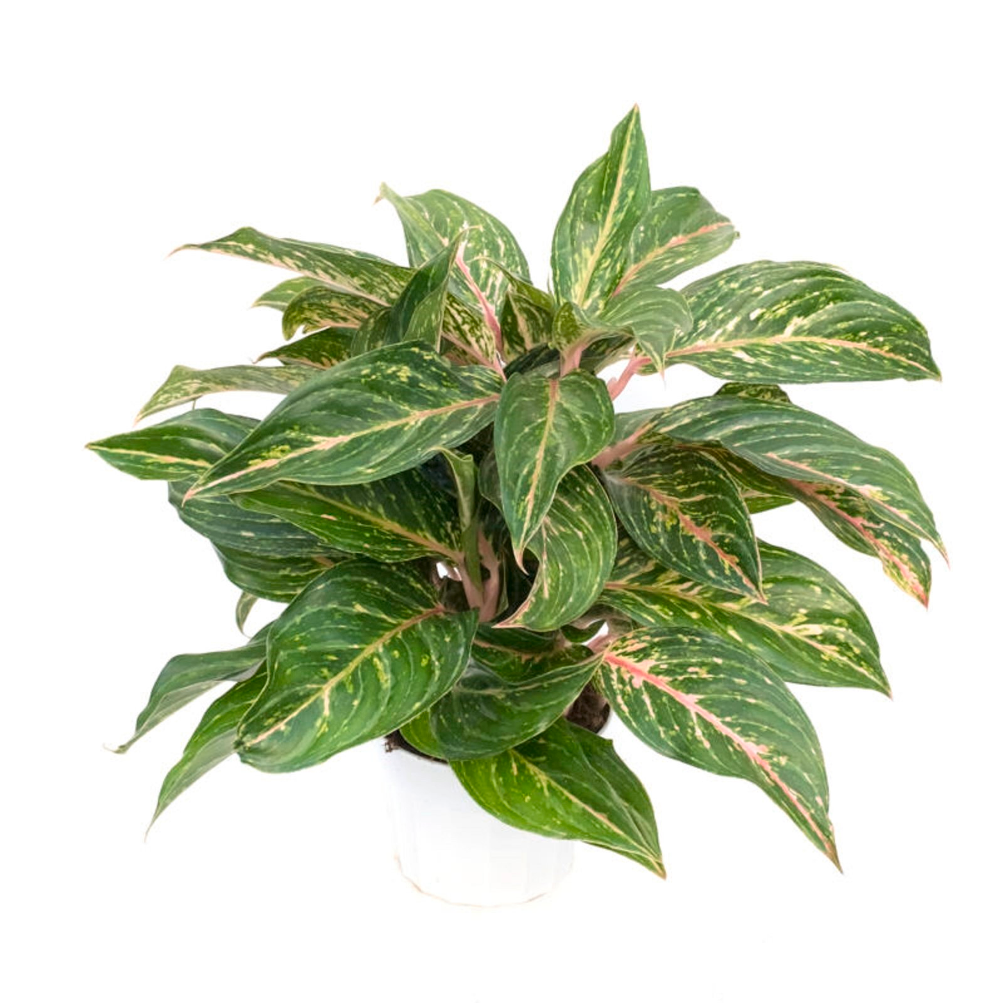 Aglaonema Assorted - View 12 from www redcrocus com
