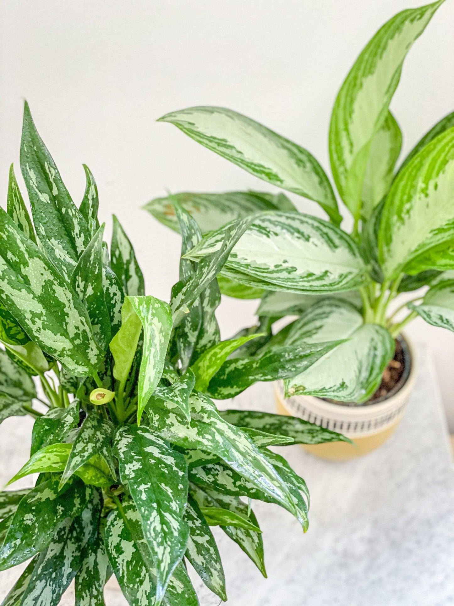 Aglaonema Assorted - View 13 from www redcrocus com