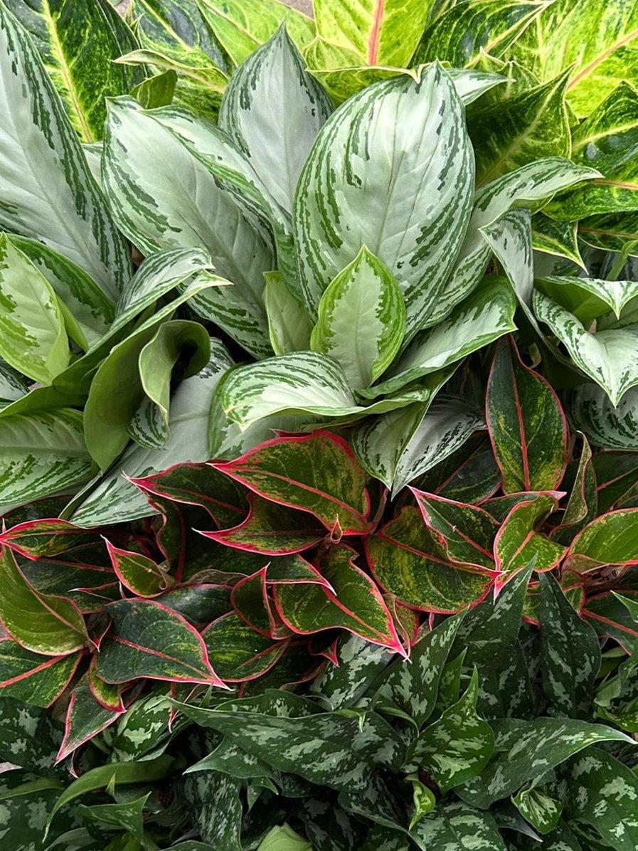 Aglaonema Assorted - View 14 from www redcrocus com