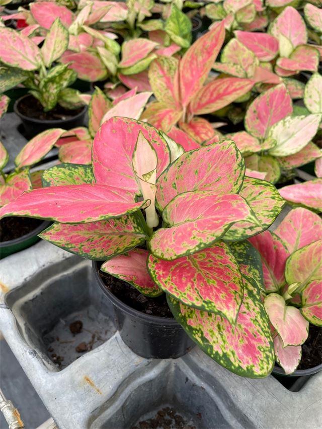 Aglaonema Assorted - View 15 from www redcrocus com