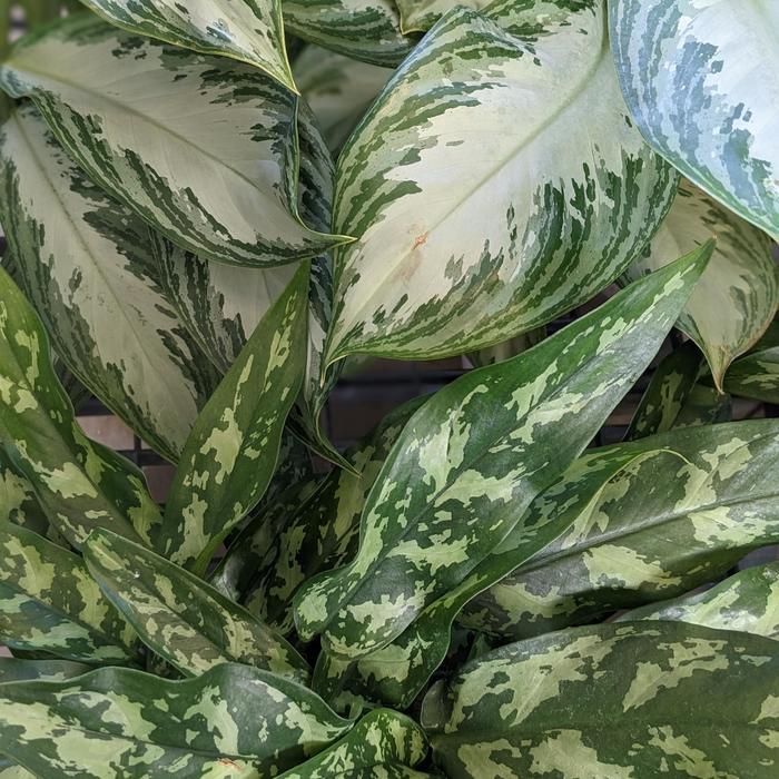 Aglaonema Assorted - View 16 from www redcrocus com