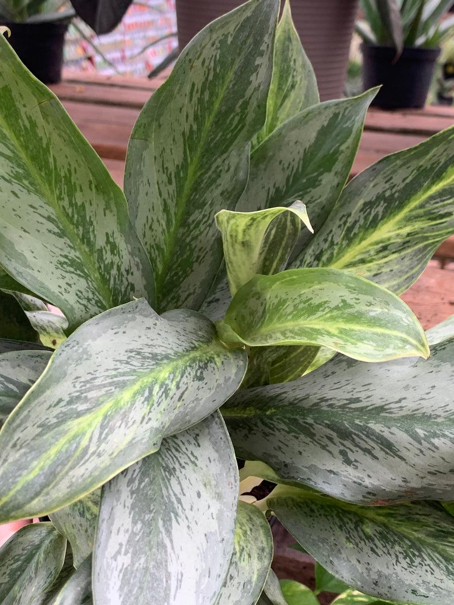 Aglaonema Assorted - View 17 from www redcrocus com