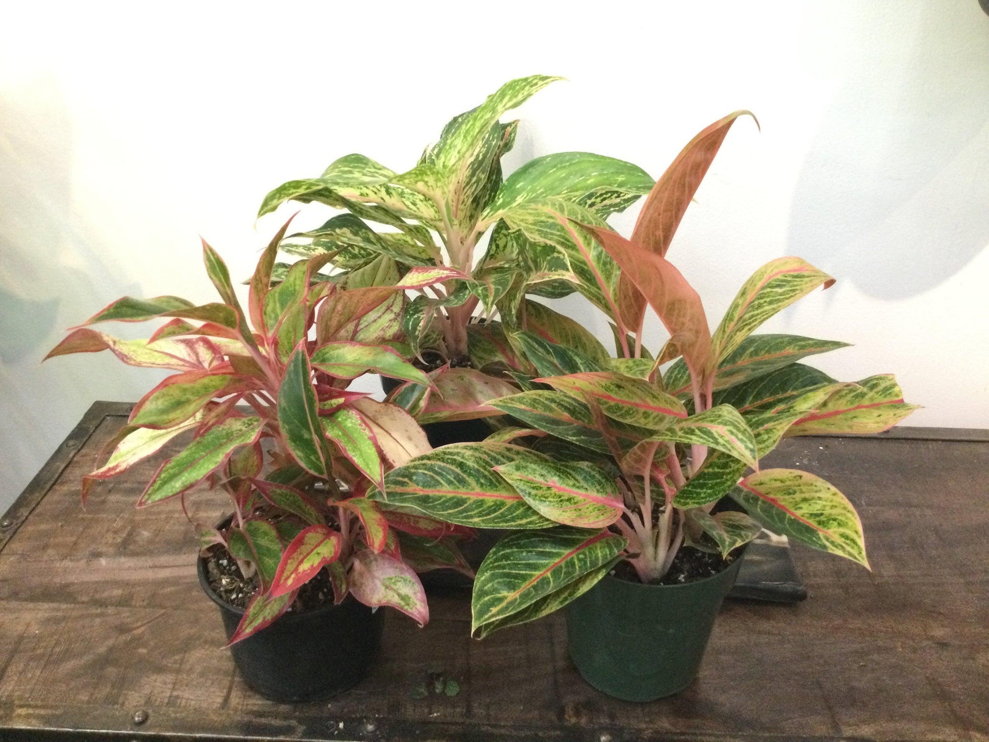 Aglaonema Assorted - View 18 from www redcrocus com