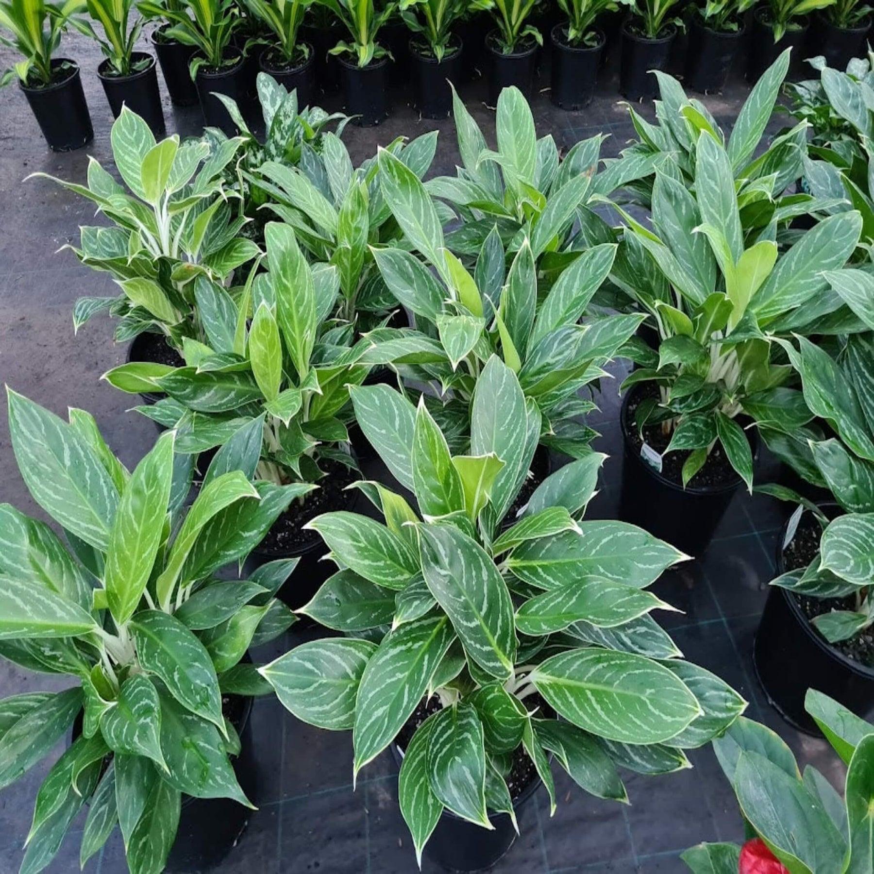 Aglaonema Assorted - View 2 from www redcrocus com