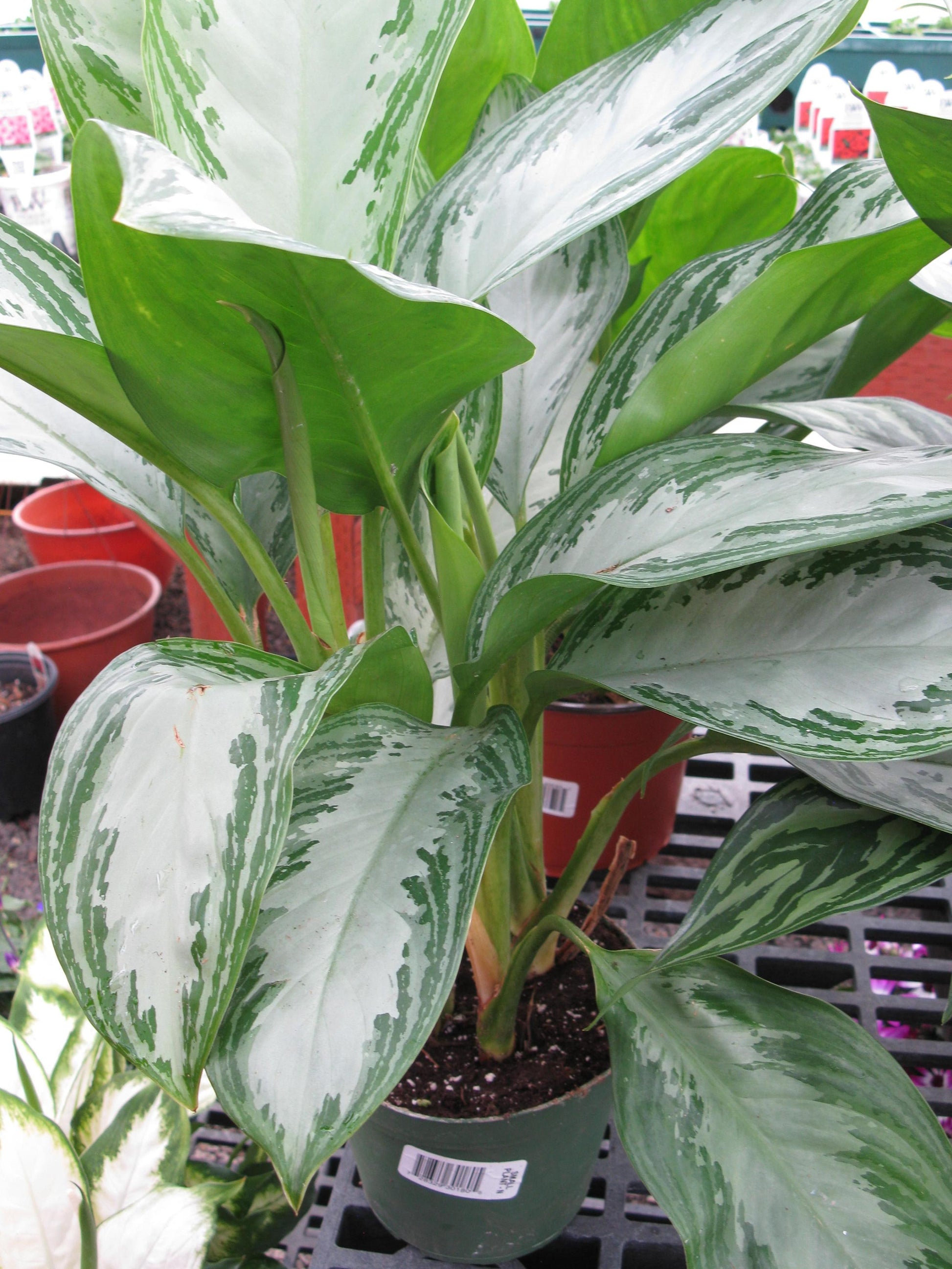 Aglaonema Assorted - View 3 from www redcrocus com