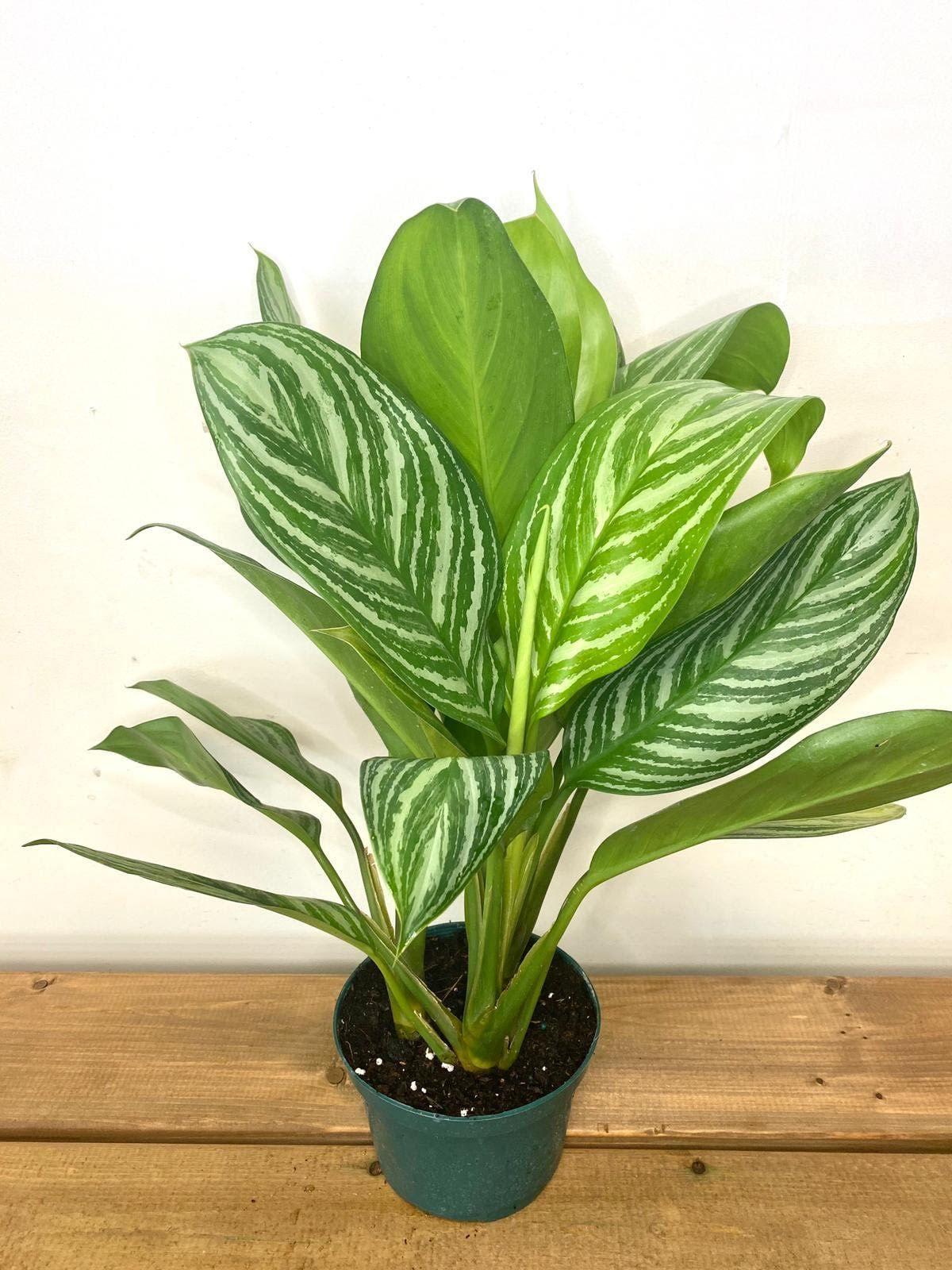 Aglaonema Assorted - View 5 from www redcrocus com
