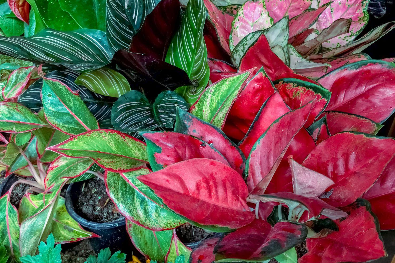 Aglaonema Assorted - View 6 from www redcrocus com