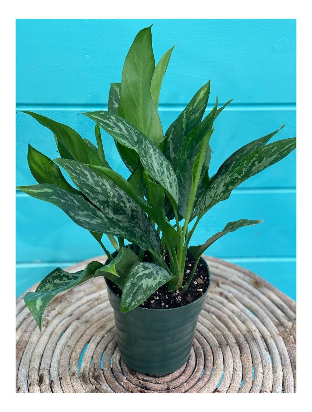 Aglaonema Assorted - View 7 from www redcrocus com