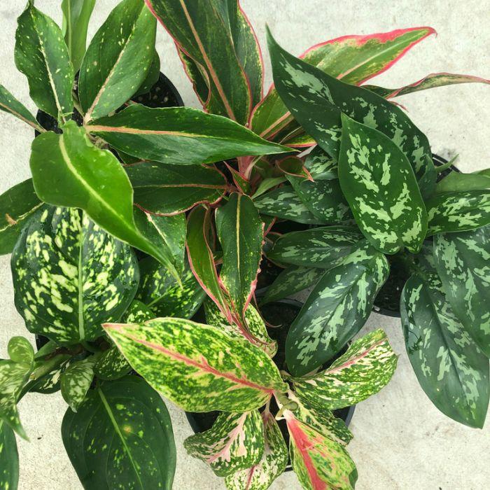 Aglaonema Assorted - View 8 from www redcrocus com