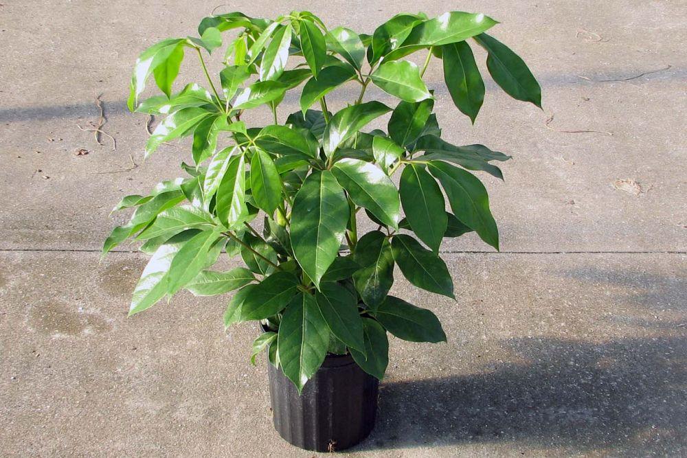 Schefflera Actinophylla Amate - View 11 from www redcrocus com