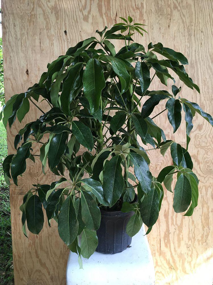 Schefflera Actinophylla Amate - View 12 from www redcrocus com