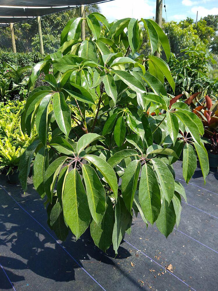 Schefflera Actinophylla Amate - View 13 from www redcrocus com