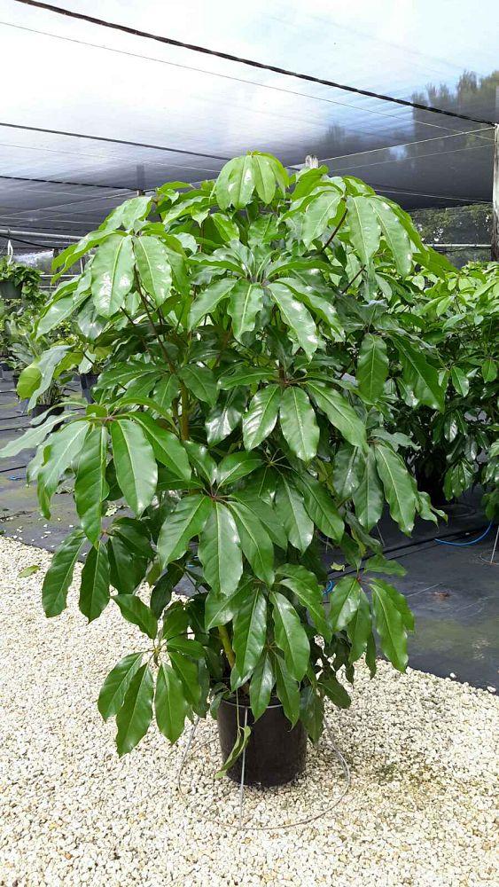 Schefflera Actinophylla Amate - View 16 from www redcrocus com